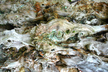 Intricate Wood Texture on Dead Tree Trunk