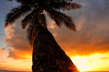 Leaning palm tree at sunrise in Lavena village on Taveuni Island