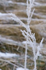 Frozen plant, leaf covered by snow and ice in winter. Slovakia
