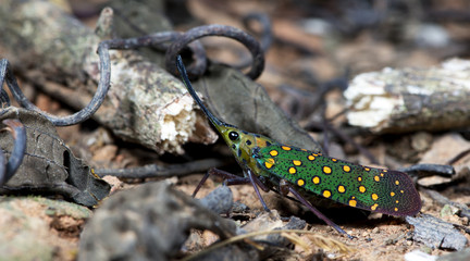 Colorful insect, Cicada or Lanternfly (Saiva gemmata) insect on tree in nature
