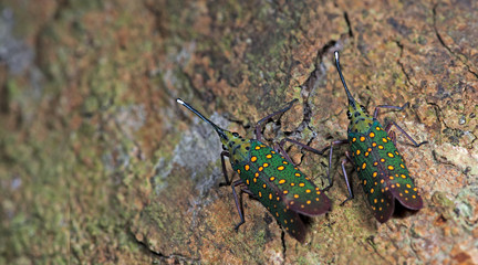 Colorful insect, Cicada or Lanternfly (Saiva gemmata) insect on tree in nature