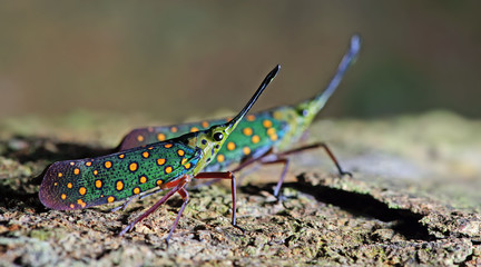 Colorful insect, Cicada or Lanternfly (Saiva gemmata) insect on tree in nature