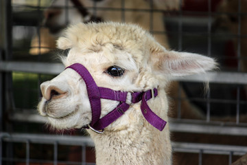 Obraz premium Alpaca llama farm animal close up wearing head harness