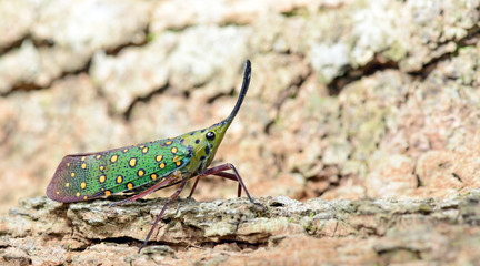 Colorful insect, Cicada or Lanternfly (Saiva gemmata) insect on tree in nature