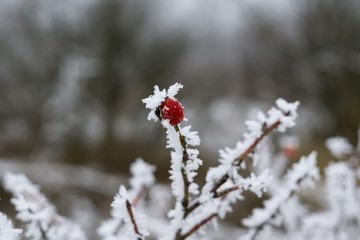 Frozen rosehip covered by snow and ice in winter. Slovakia