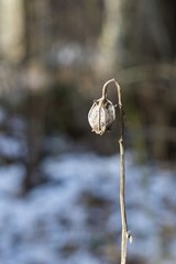 Frozen plant, leaf covered by snow and ice in winter. Slovakia