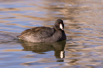 American Coot Reflection