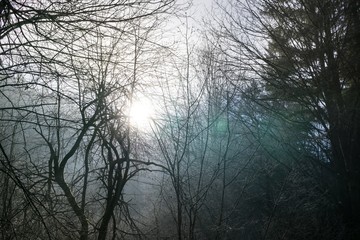 Sun light shining through trees and bushes in freezing air during winter. Slovakia