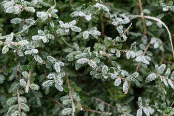 Frozen plant covered by snow and ice in winter. Slovakia