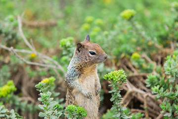 Naklejka na ściany i meble Squirrel standing in a bush - Stock Image