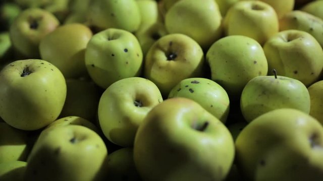 Camera sliding over many apples deposited after harvest