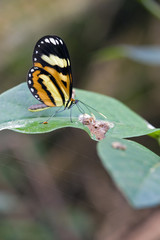 Brazilian butterfly Hypothyris ninonia daeta in their natural ha