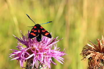 Zygène de la filipendule (Zygaena filipendulae)