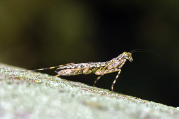 Praying mantis in contrast to the dark forest background