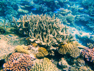 Naklejka na ściany i meble Coral reef in Somosomo Strait off the coast of Taveuni Island, F