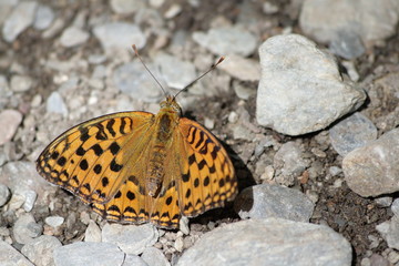 Tabac d'espagne (argynnis paphia)
