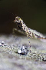 Praying mantis in contrast to the dark forest background