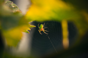 Spinne im Weingarten