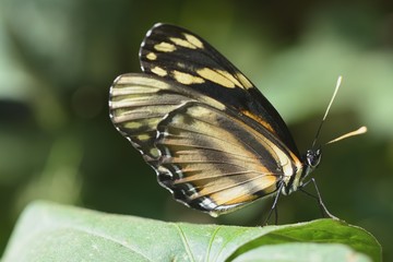 Fototapeta na wymiar Black and yellow butterfly