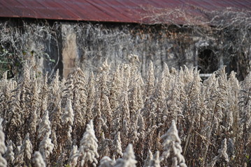 Abandoned in the woods