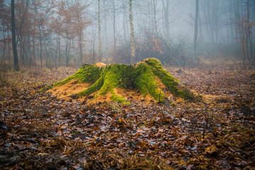 Baumstamm Herbstmoos