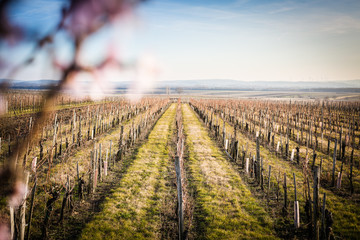 Weingarten mit Mandelbl&uuml;te