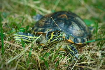 Turtle in the grass