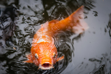 Carpa Koi