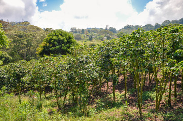 Fototapeta na wymiar Beautiful landscape of coffee farms in a small village of coffee growers in San Luis de Planes, by Santa Barbara National Park, Honduras. Central America