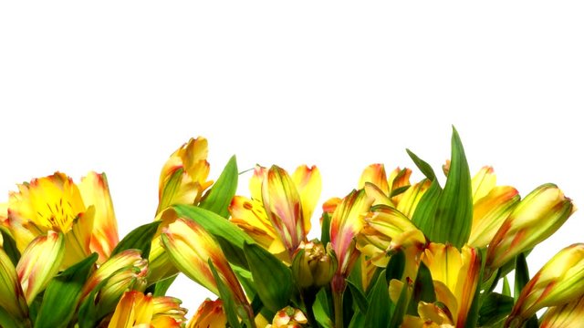 Time-lapse of yellow Alstroemeria flowers blooming. Studio shot over white.