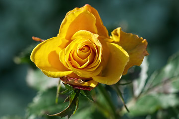 Ellow rose. Close-up