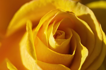 Ellow rose. Close-up