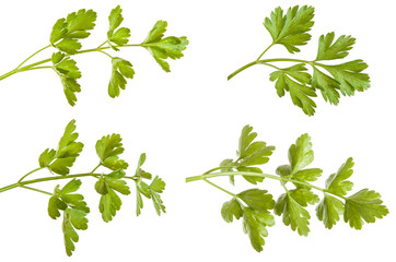 parsley leaves isolated on white background. Set
