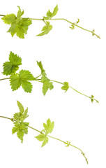 young shoots of hops isolated on white background. Set