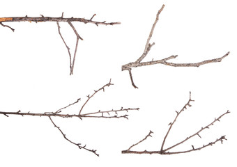 Dry tree branches isolated not a white background. Set