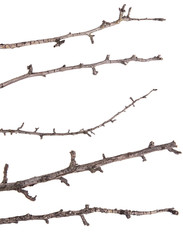 Fototapeta na wymiar Dry tree branches isolated not a white background. Set