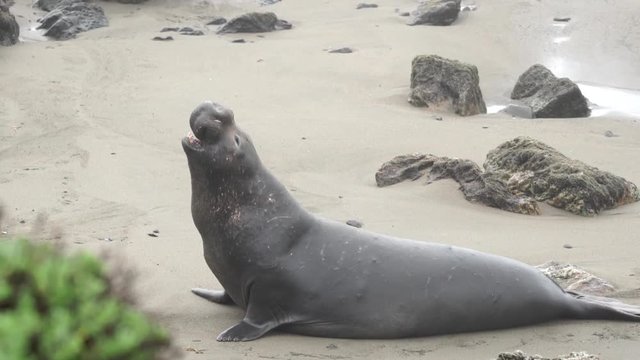Elephant Seal Cambria Beach California