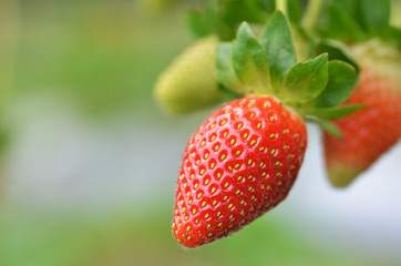 Fresh strawberries that are grown in greenhouses