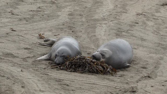 Elephant Seal in Cambria California