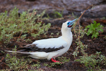 Red-footed Booby (Sula sula) with a stick in its beak