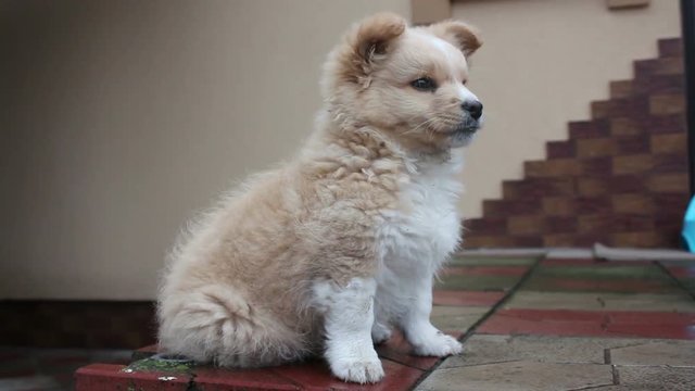 Portrait of little yellow fluffy dog looking in different directions