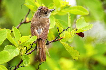 Galapagos flycatcher on Santiago Island, Galapagos National Park