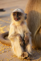 Obraz premium Baby gray langur sitting in Amber Fort near Jaipur, Rajasthan, I