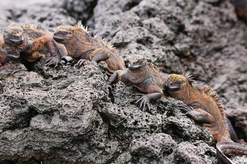 Marine iguanas on Santiago Island in Galapagos National Park, Ec