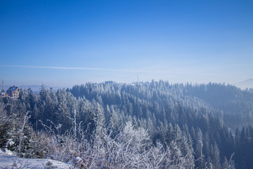 Winter forest in the Carpathians