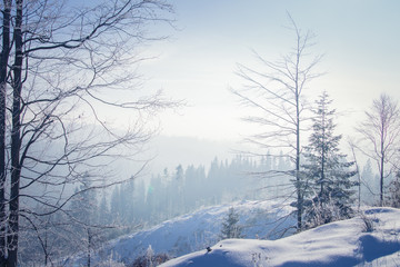 Winter forest in the Carpathians