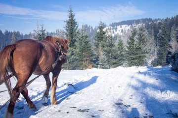 Fototapeta na wymiar One horse sleigh in the Carpathians