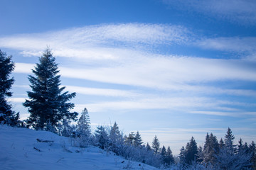 Winter forest in the Carpathians