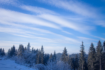 Winter forest in the Carpathians