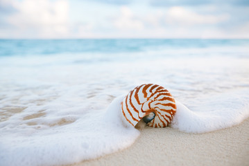 nautilus sea shell on golden sand beach in  soft sunset light